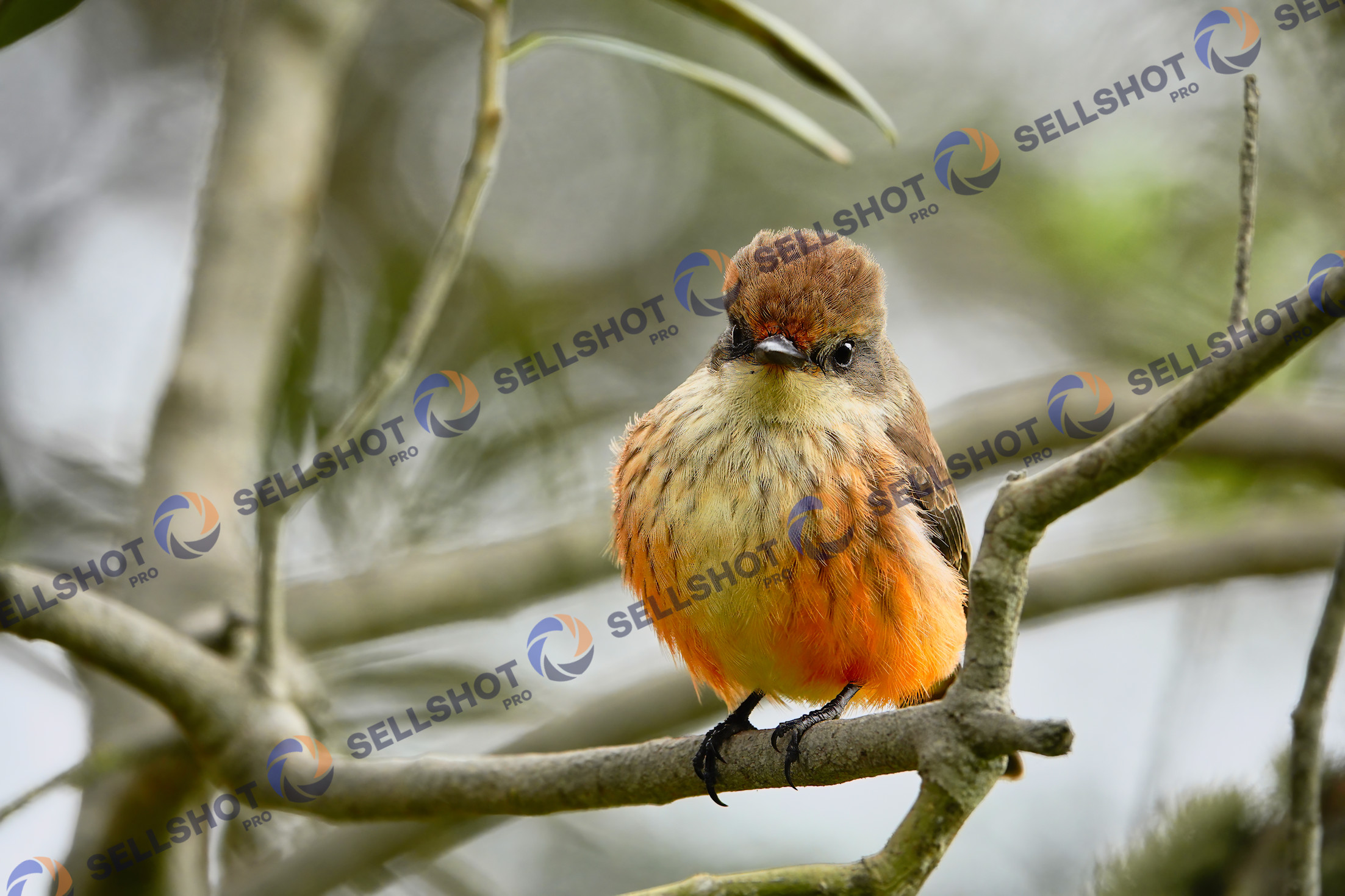 Beautiful bird on a tree branch
